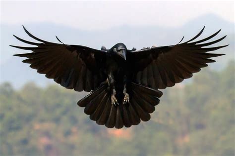 Magic the Raven: Guardian of the Supernatural